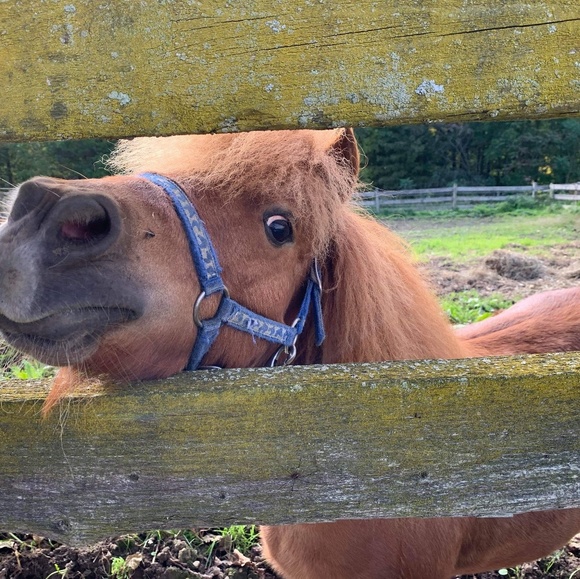 Happiness - Picture 3 of 6